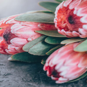 Disposable Placemats - Closeup Protea