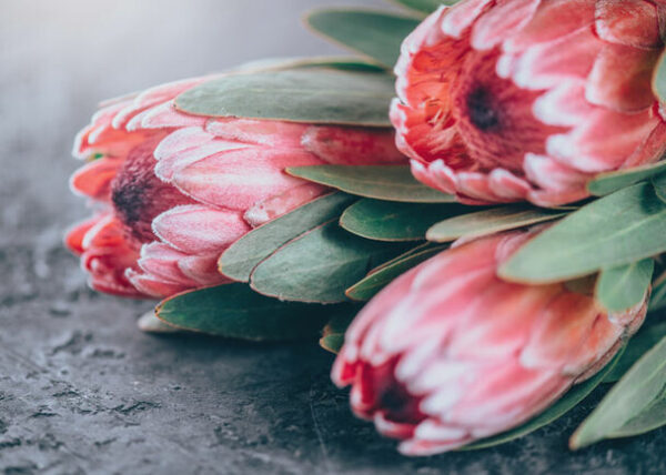 Disposable Placemats - Closeup Protea